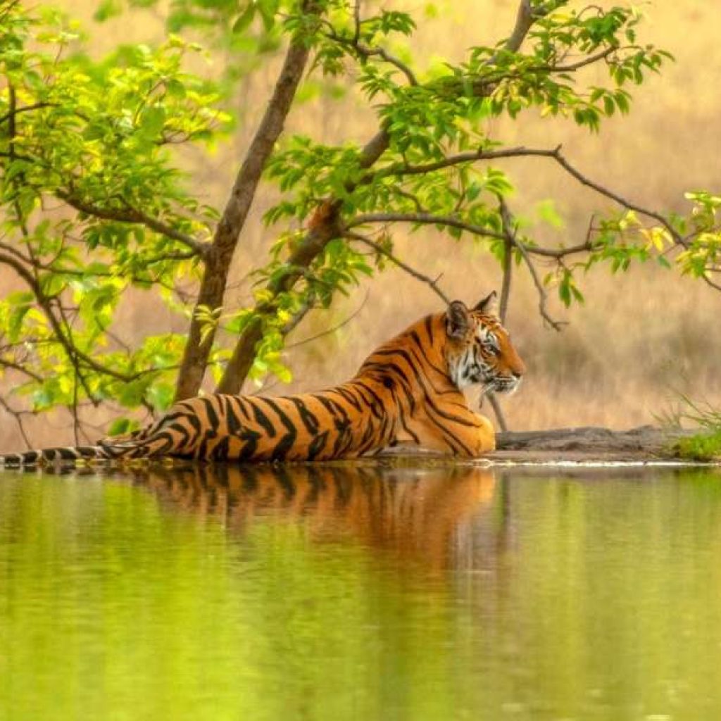 Embark on an Unforgettable Adventure: Ranthambore Tiger Safari Private Day Trip from Jaipur